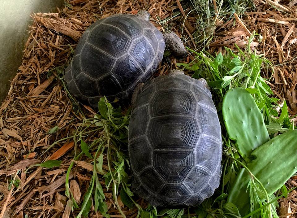 Aldabra Breeders