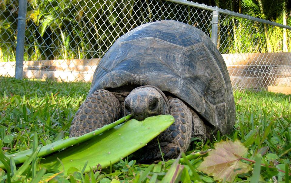 Aldabra Breeders