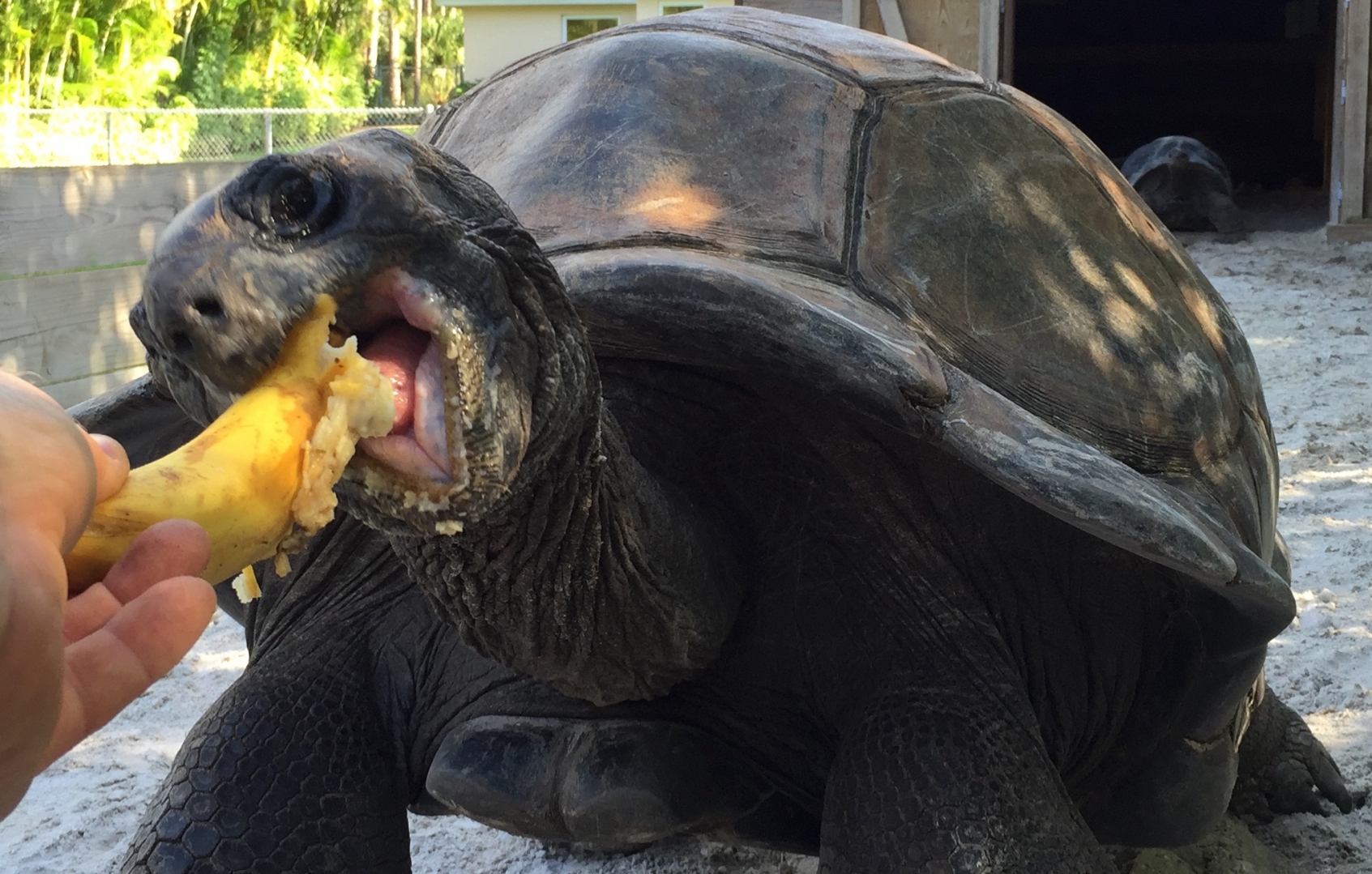Aldabra Breeders