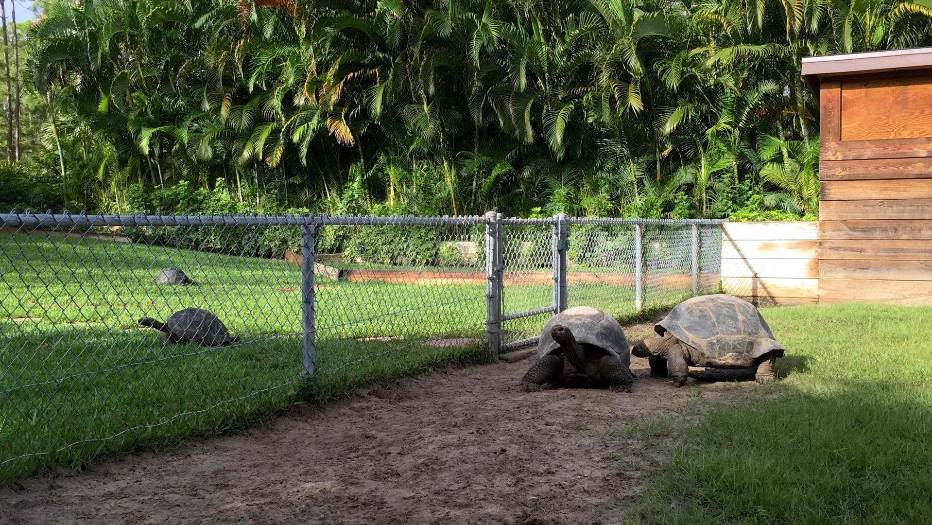 Aldabra Breeders
