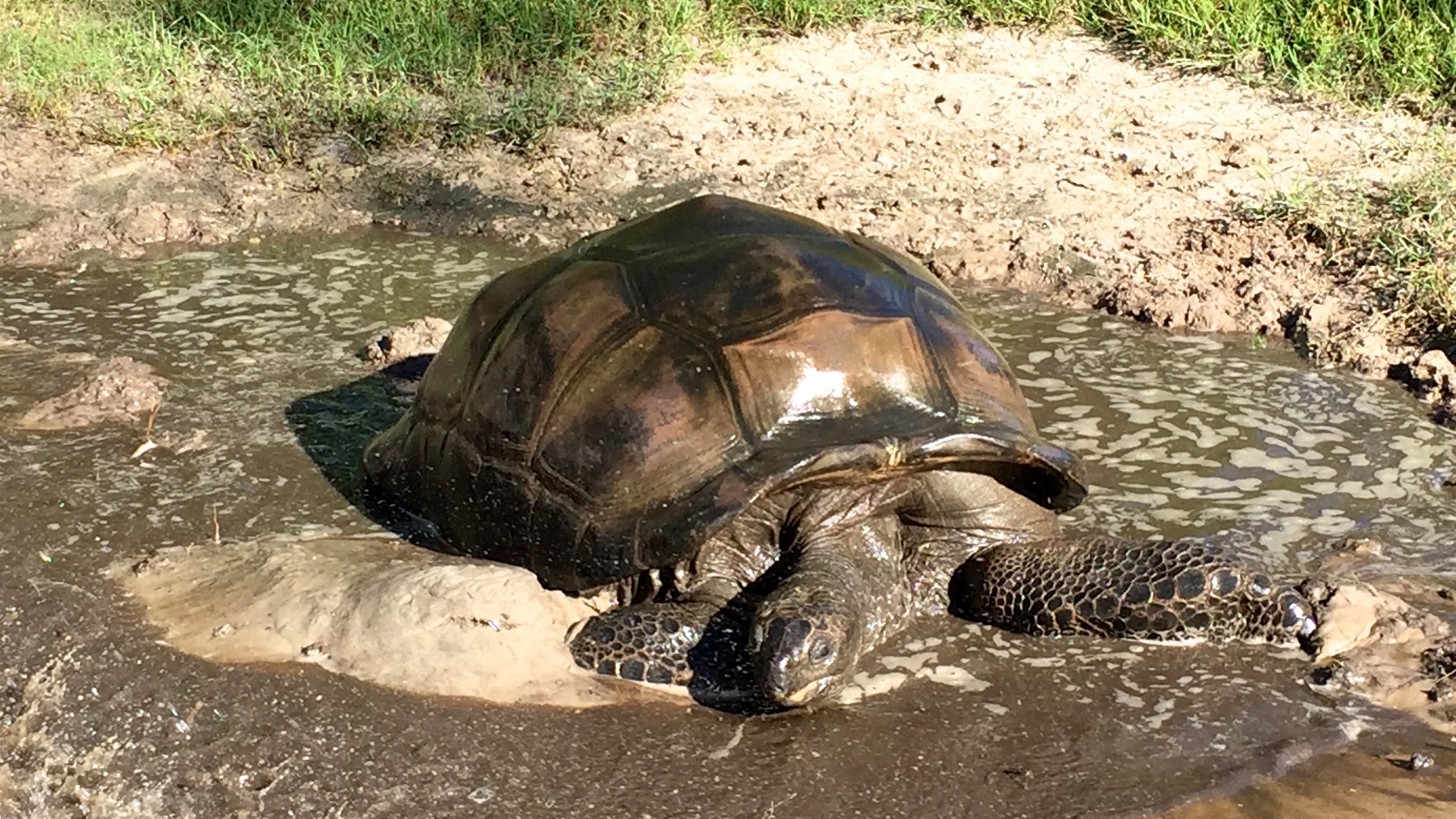 Aldabra Breeders