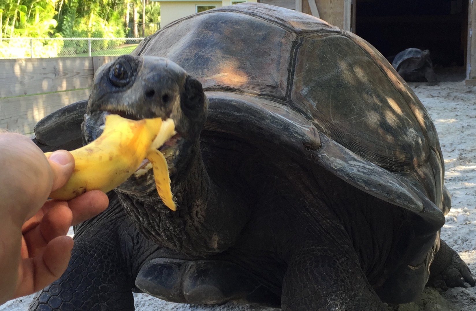 Aldabra Breeders