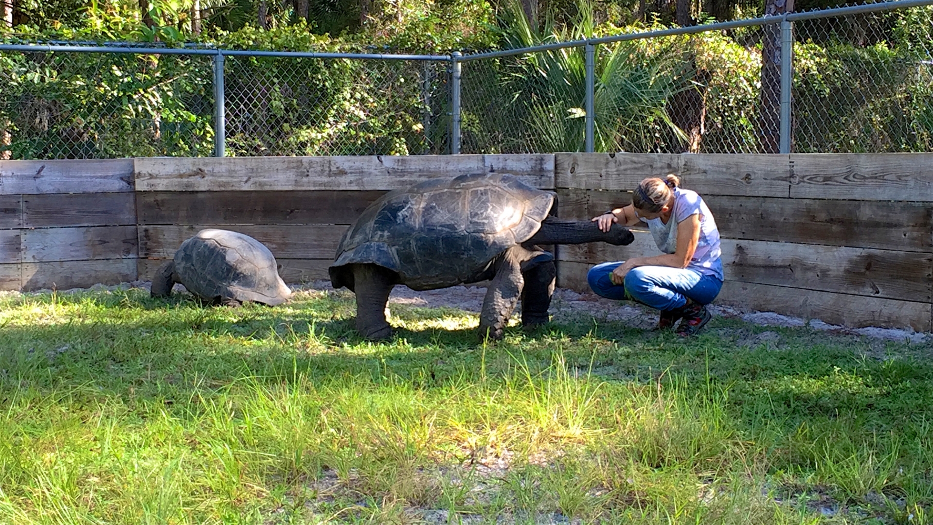 Aldabra Breeders