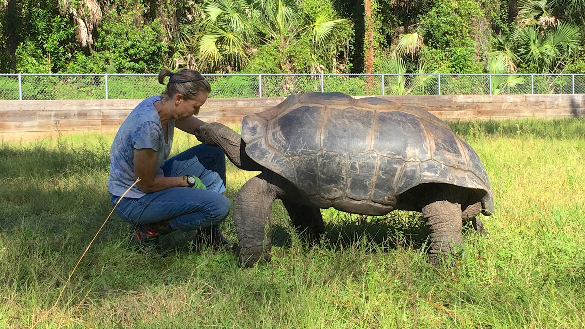 Aldabra Breeders