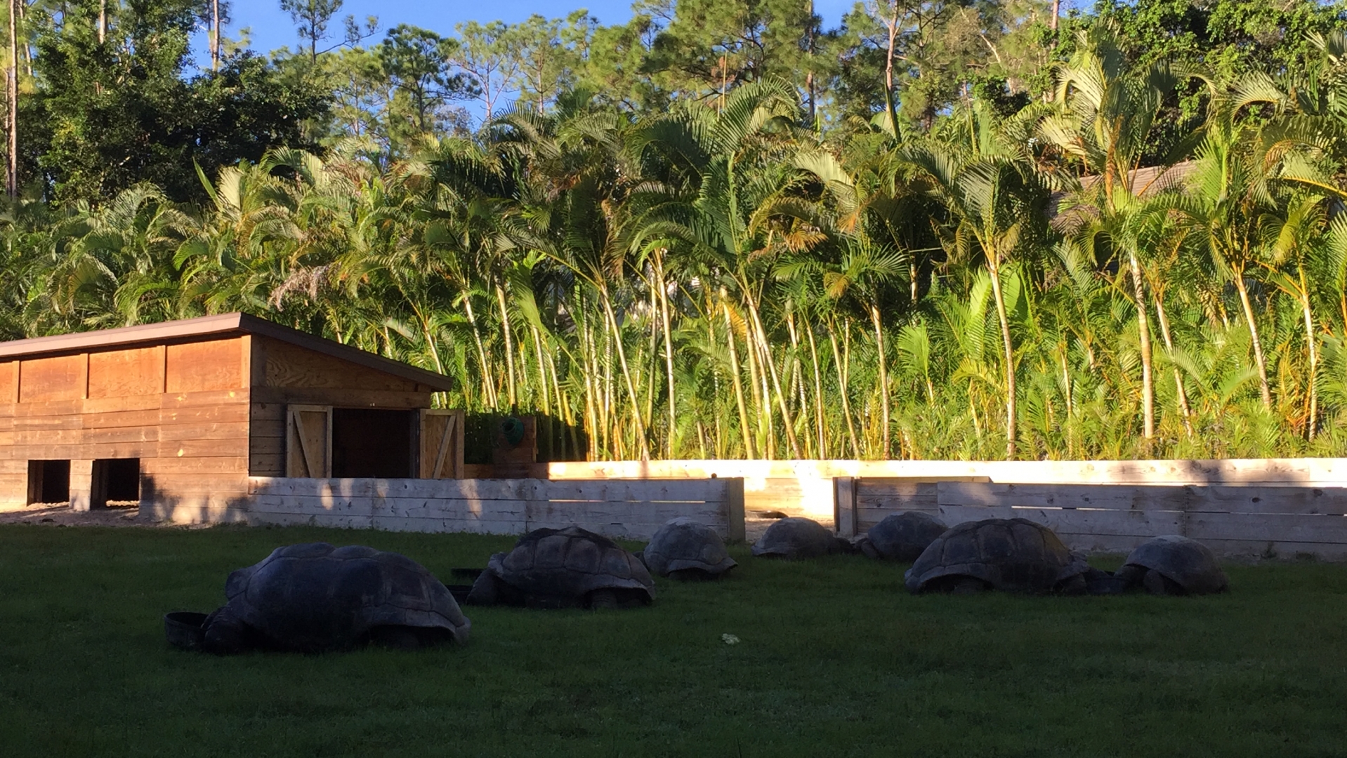 Aldabra Breeders
