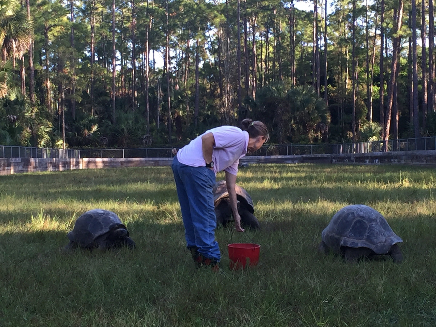 Aldabra Breeders