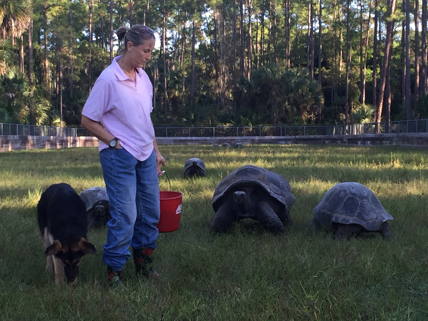 Aldabra Breeders