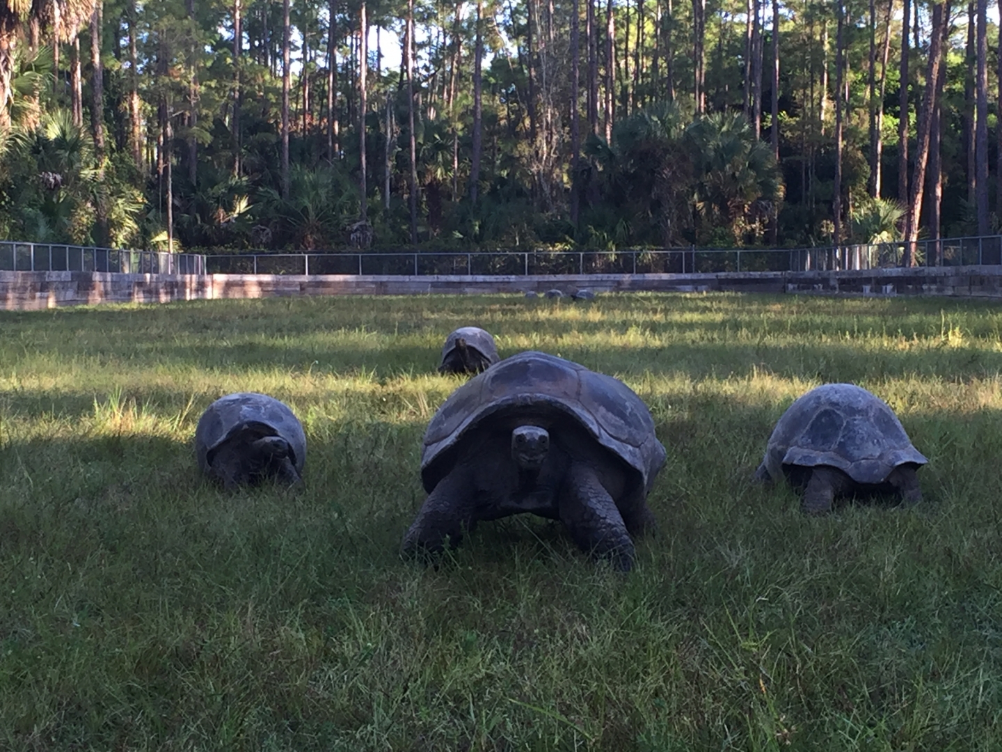 Aldabra Breeders