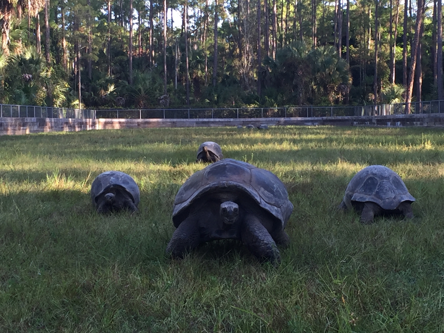 Aldabra Breeders
