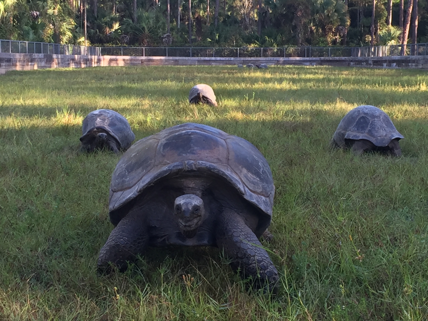 Aldabra Breeders