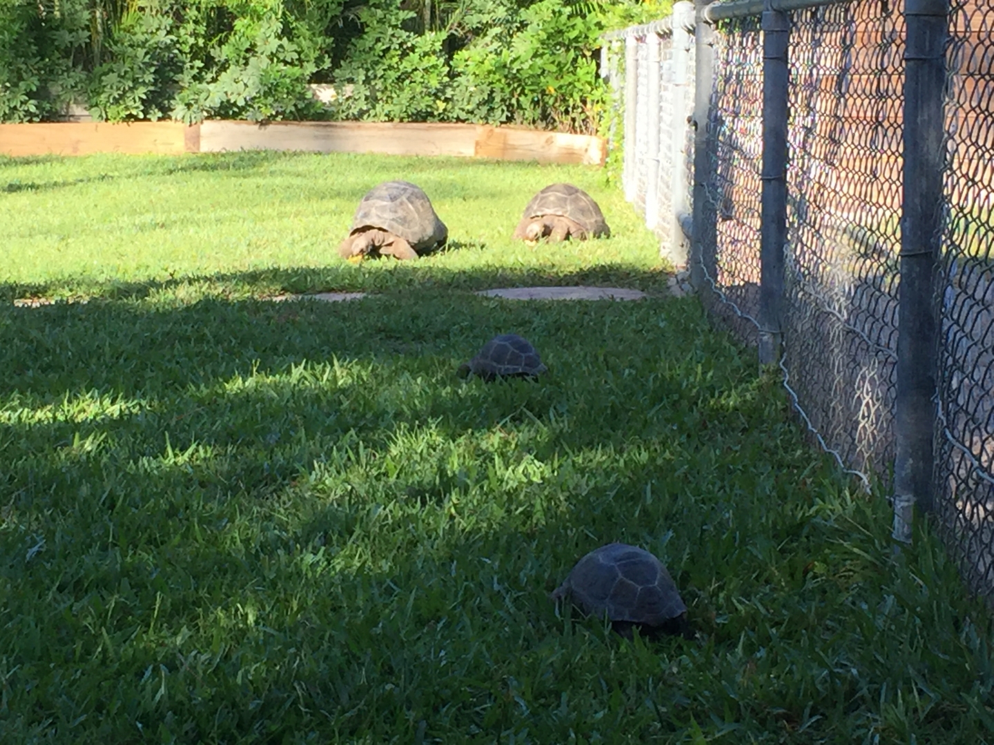 Aldabra Breeders