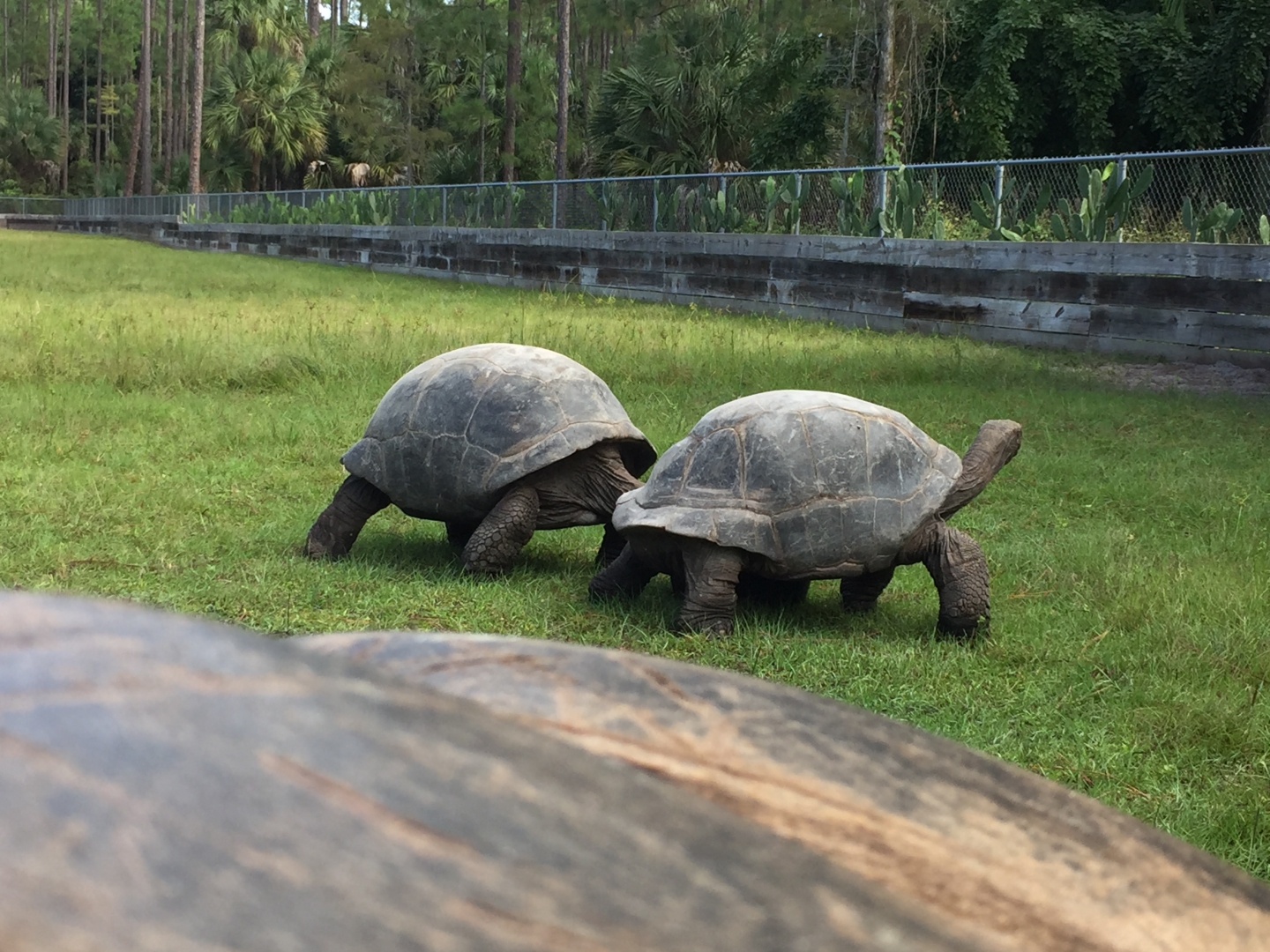 Aldabra Breeders