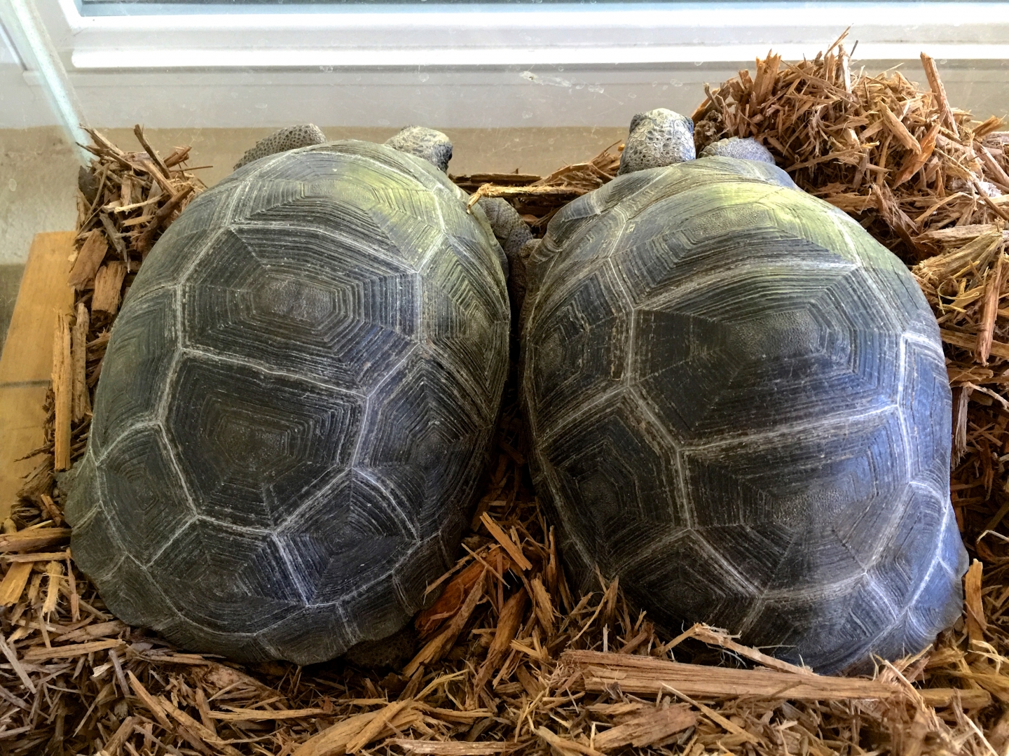 Aldabra Breeders