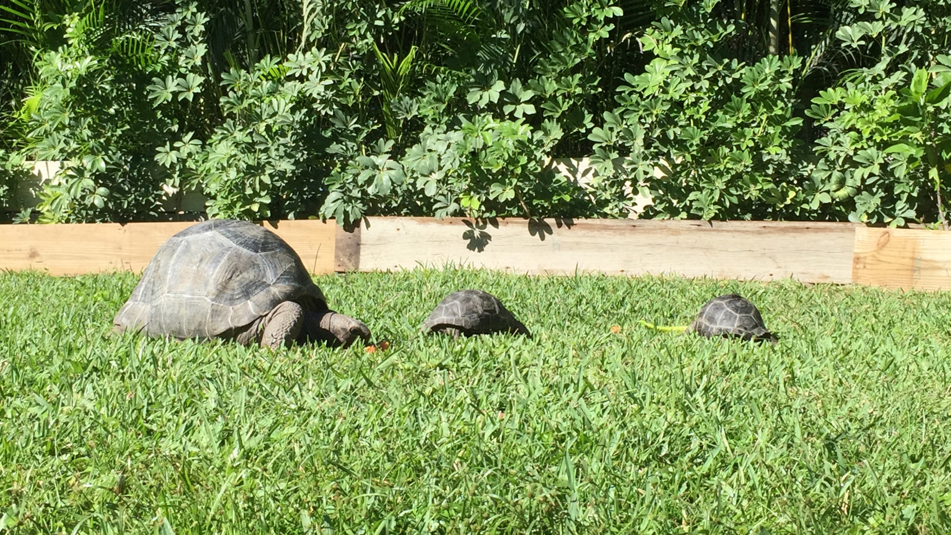 Aldabra Breeders