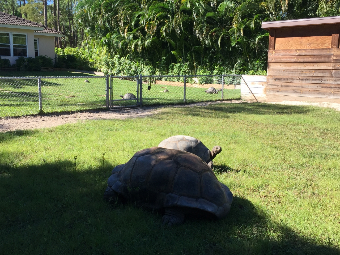 Aldabra Breeders