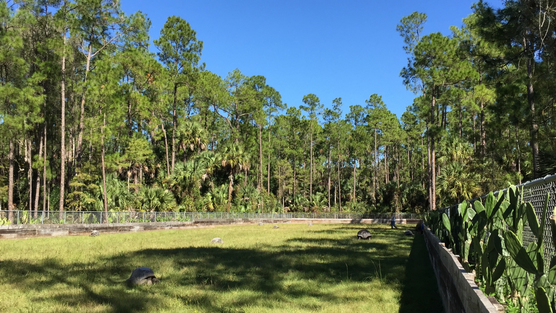 Aldabra Breeders
