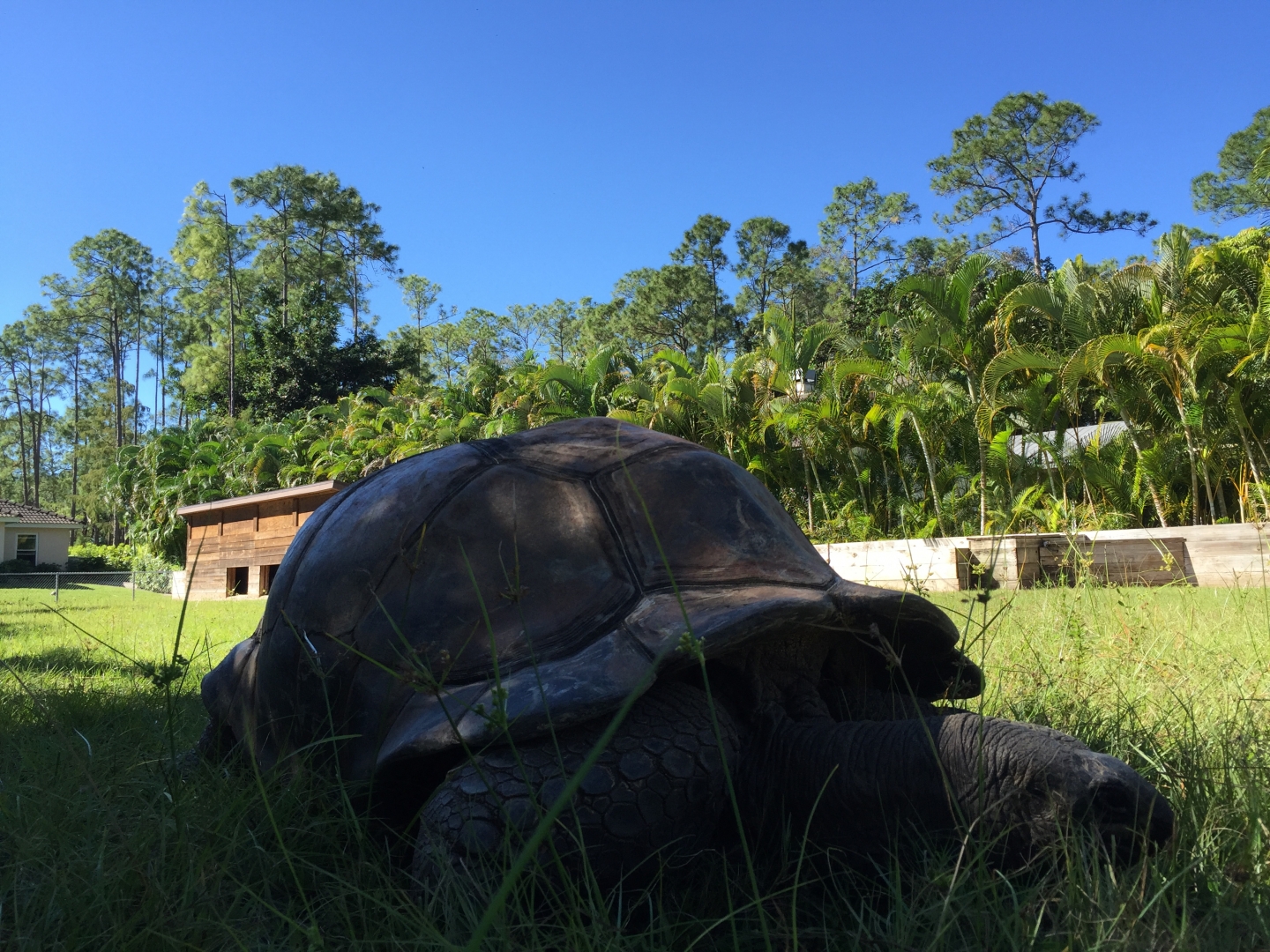 Aldabra Breeders