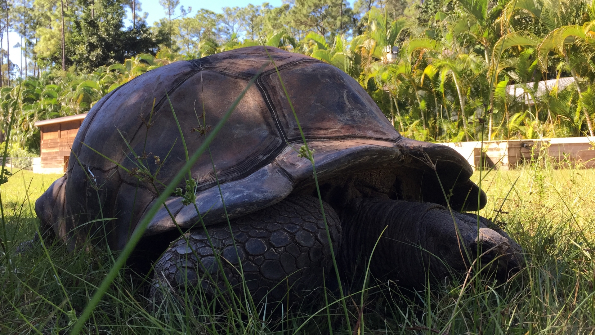 Aldabra Breeders