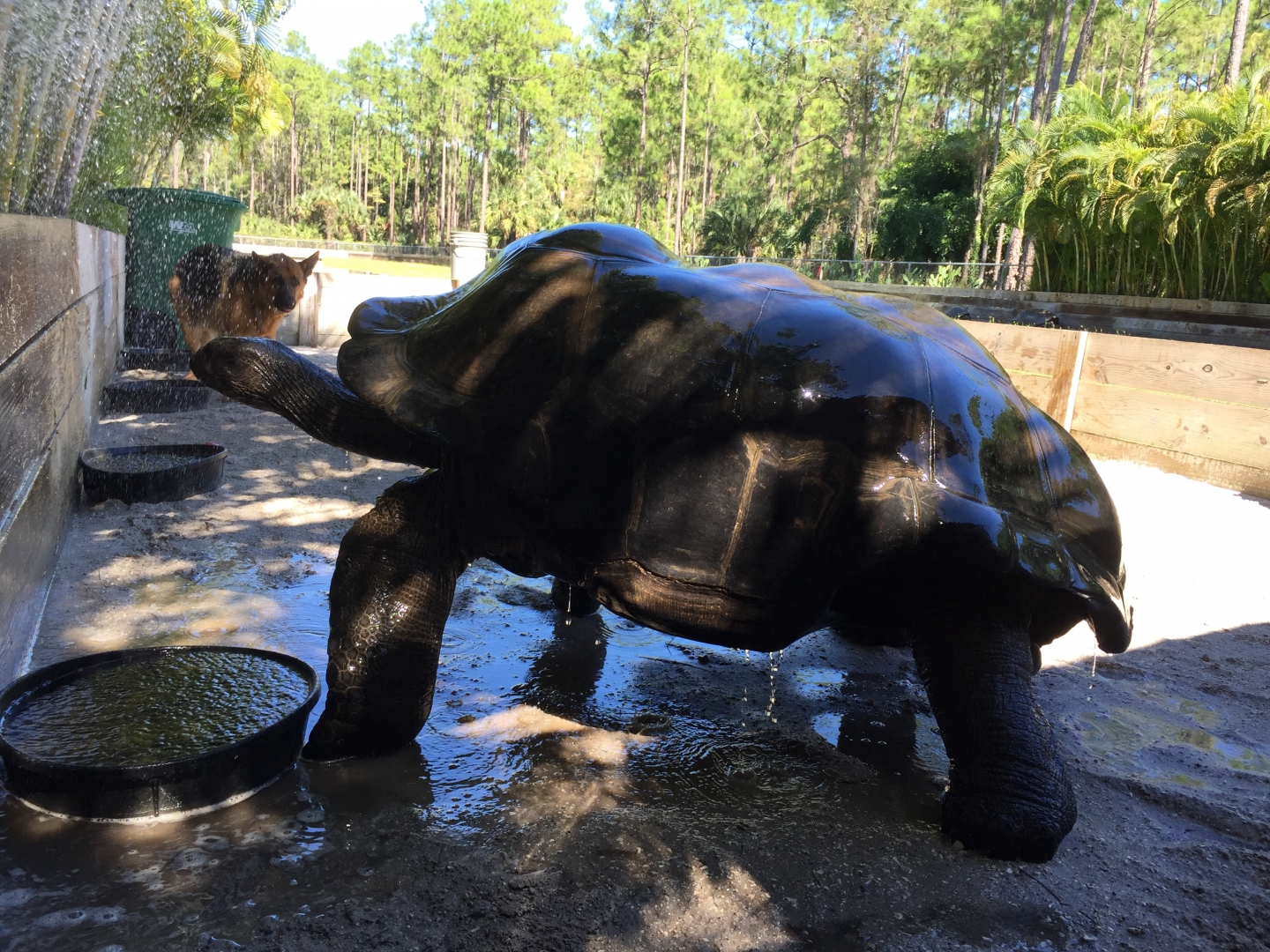 Aldabra Breeders