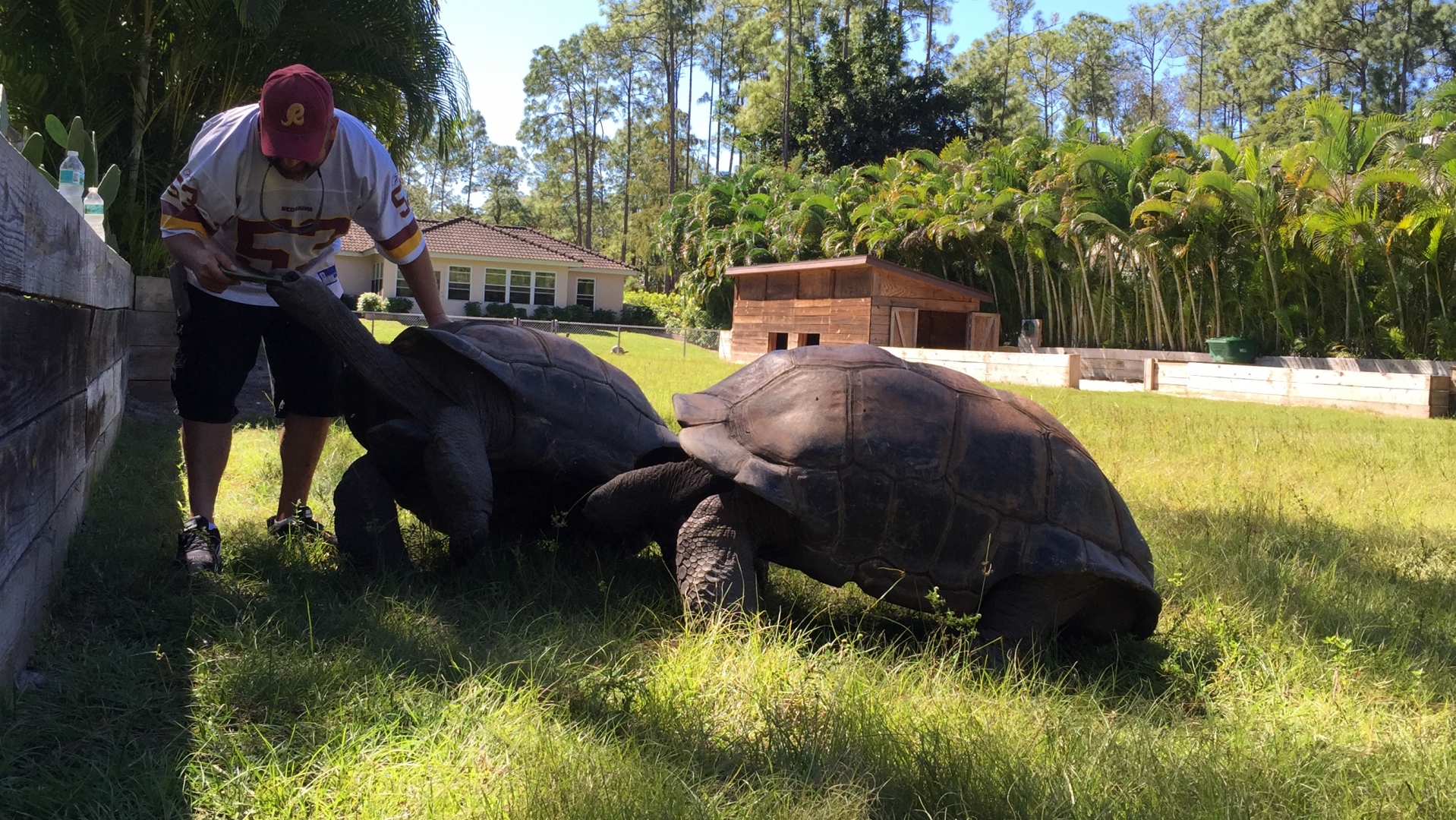 Aldabra Breeders