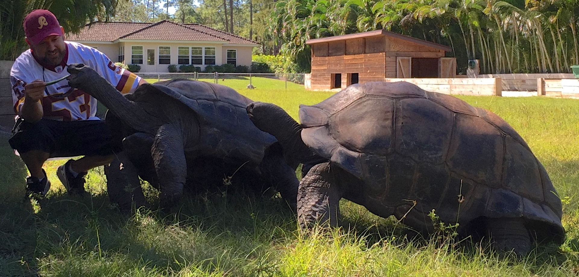 Aldabra Breeders
