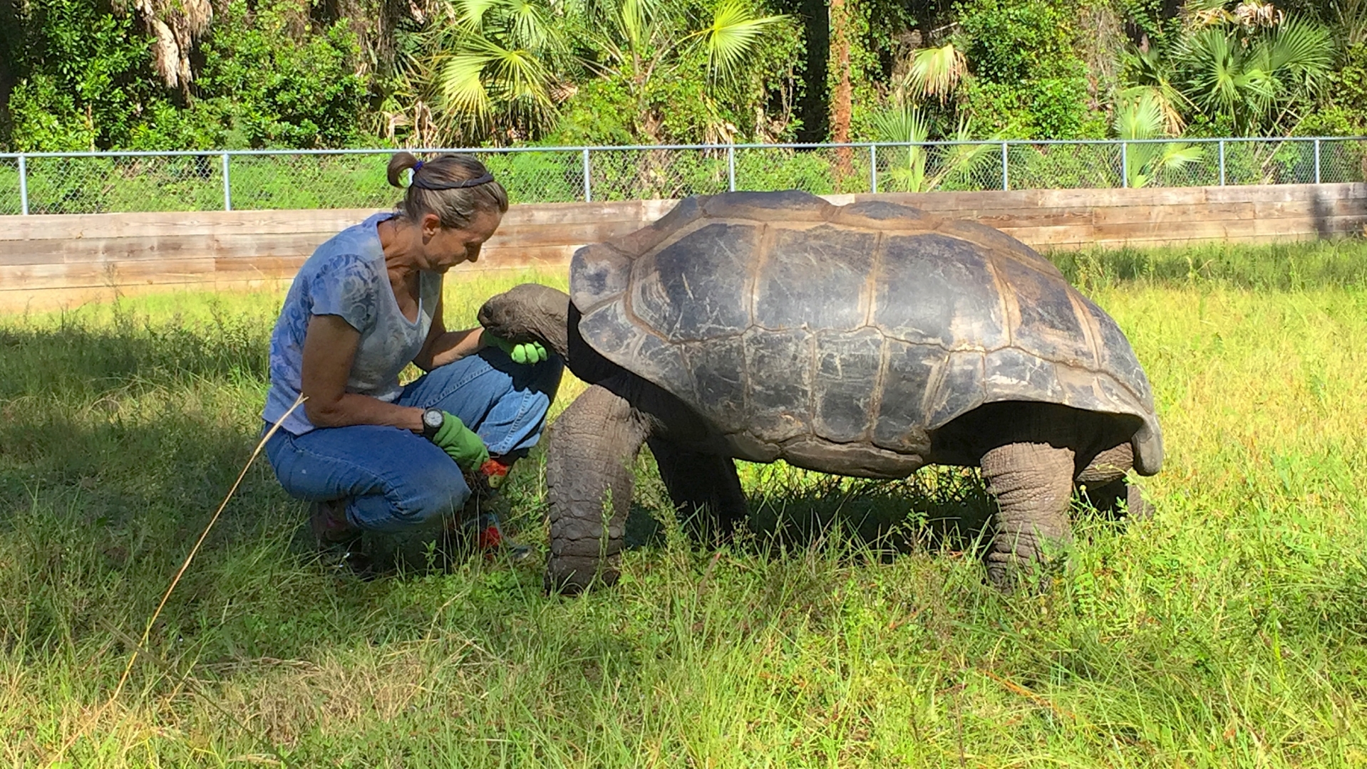 Aldabra Breeders