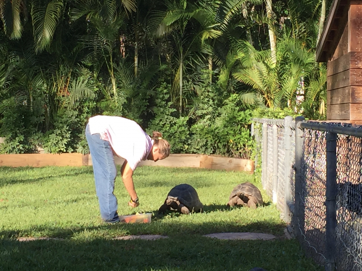 Aldabra Breeders