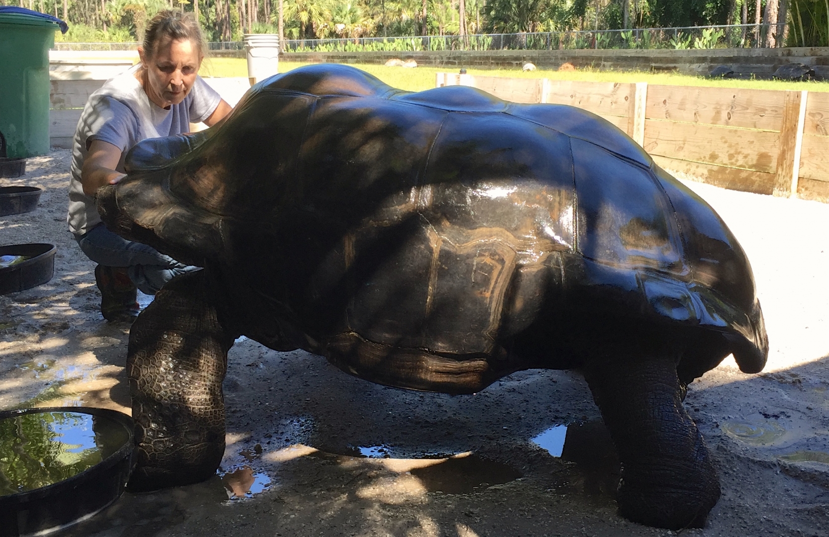 Aldabra Breeders