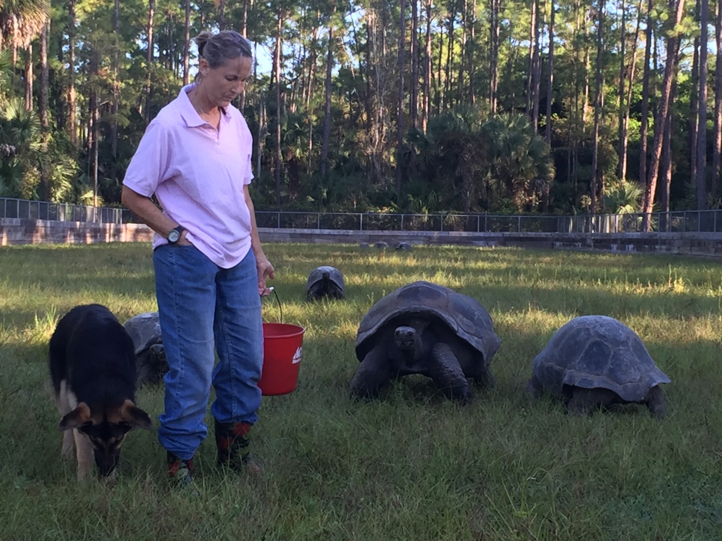 Aldabra Breeders