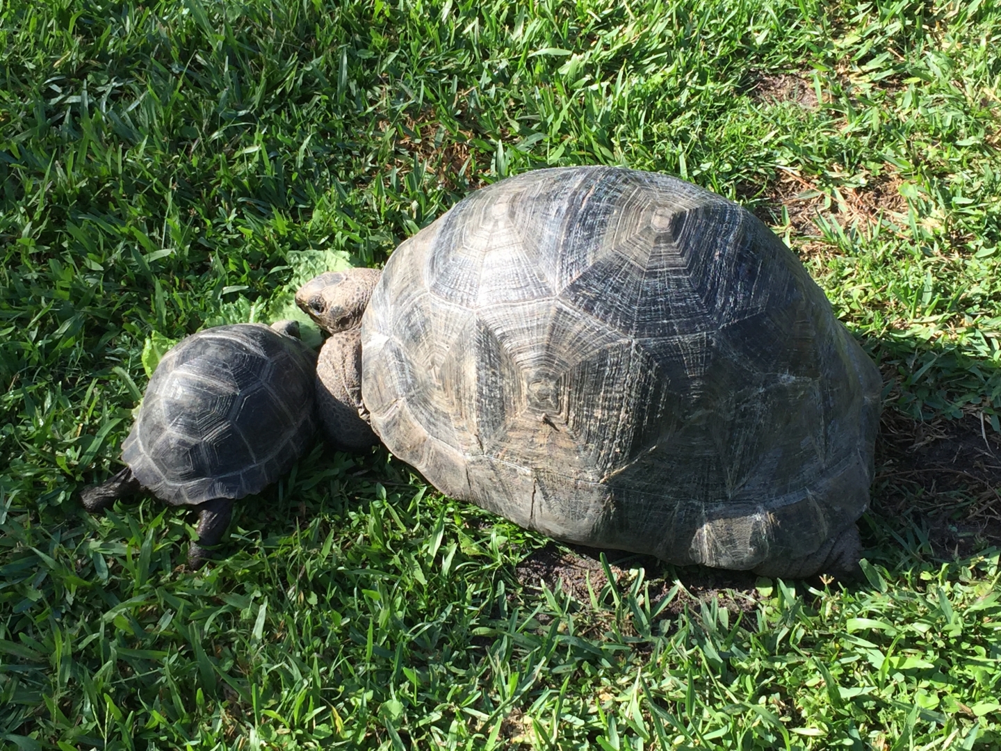 Aldabra Breeders