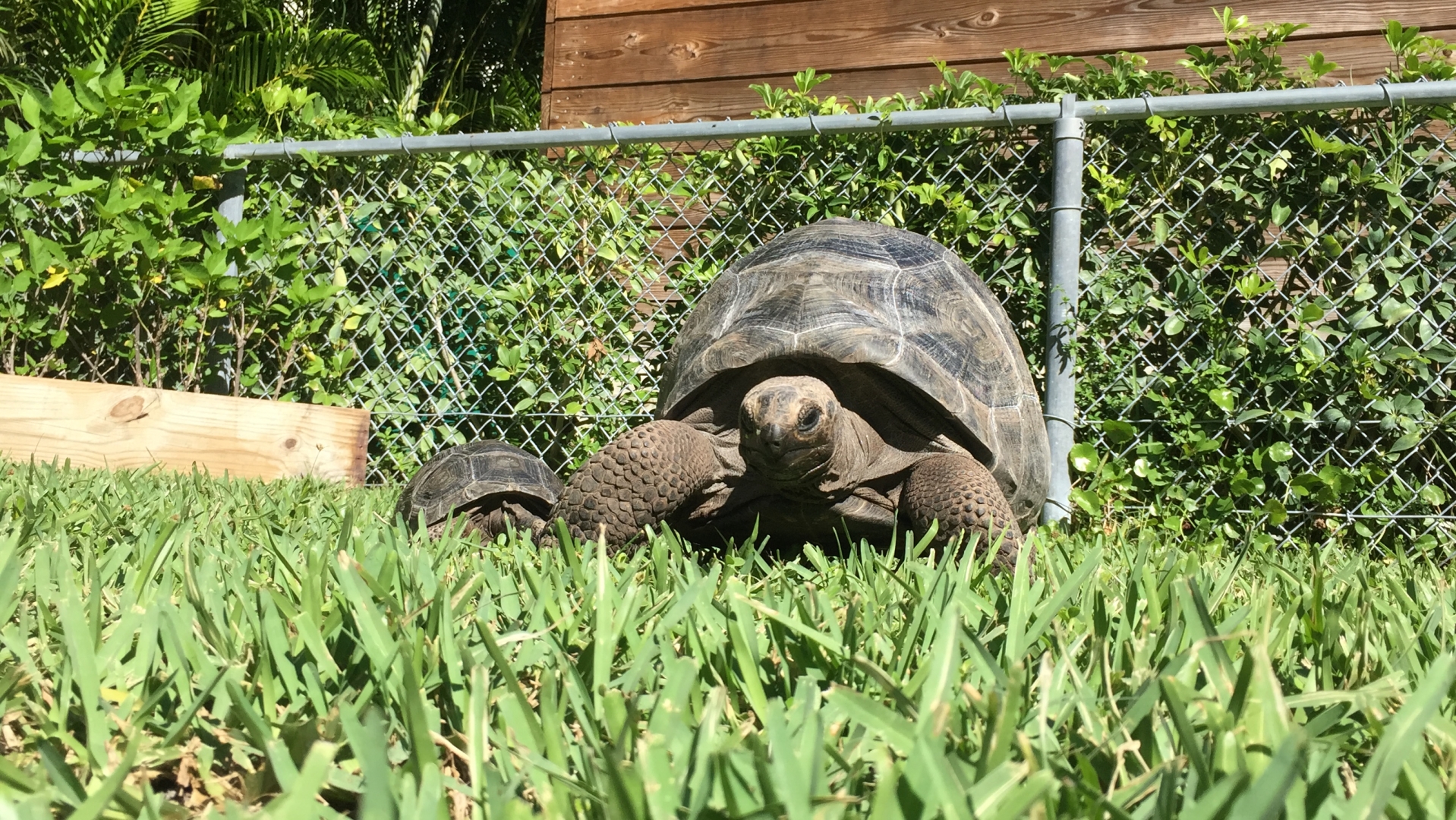 Aldabra Breeders