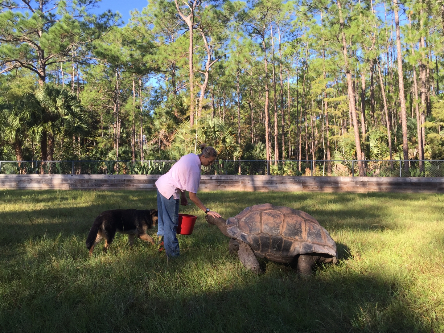 Aldabra Breeders