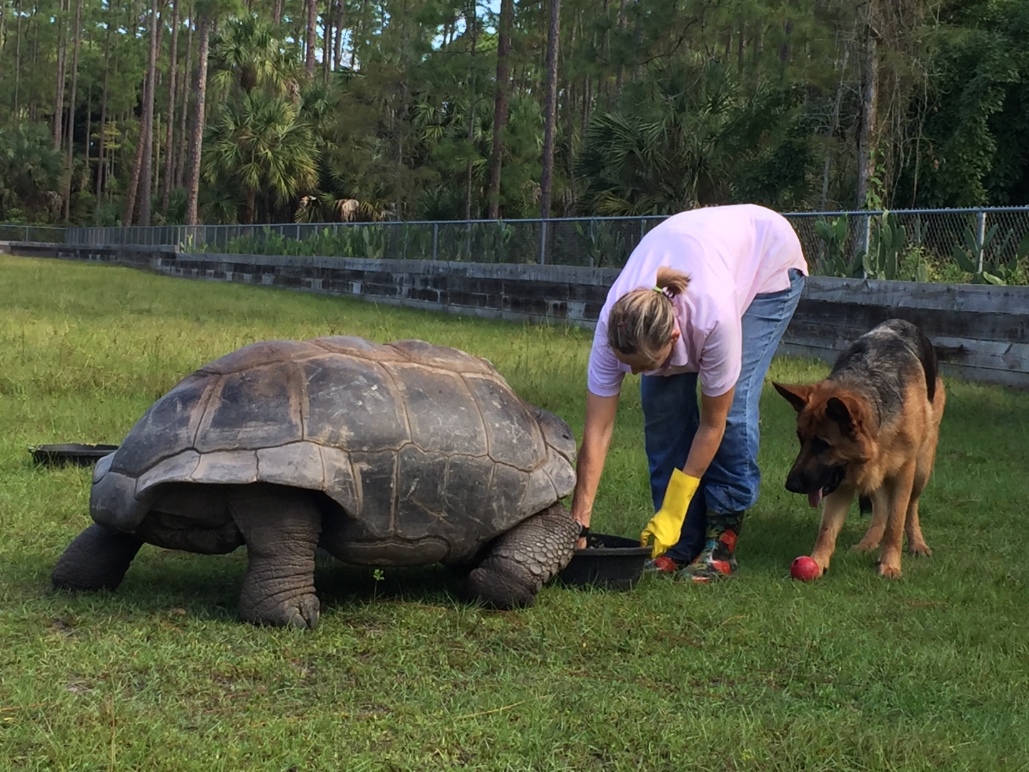 Aldabra Breeders