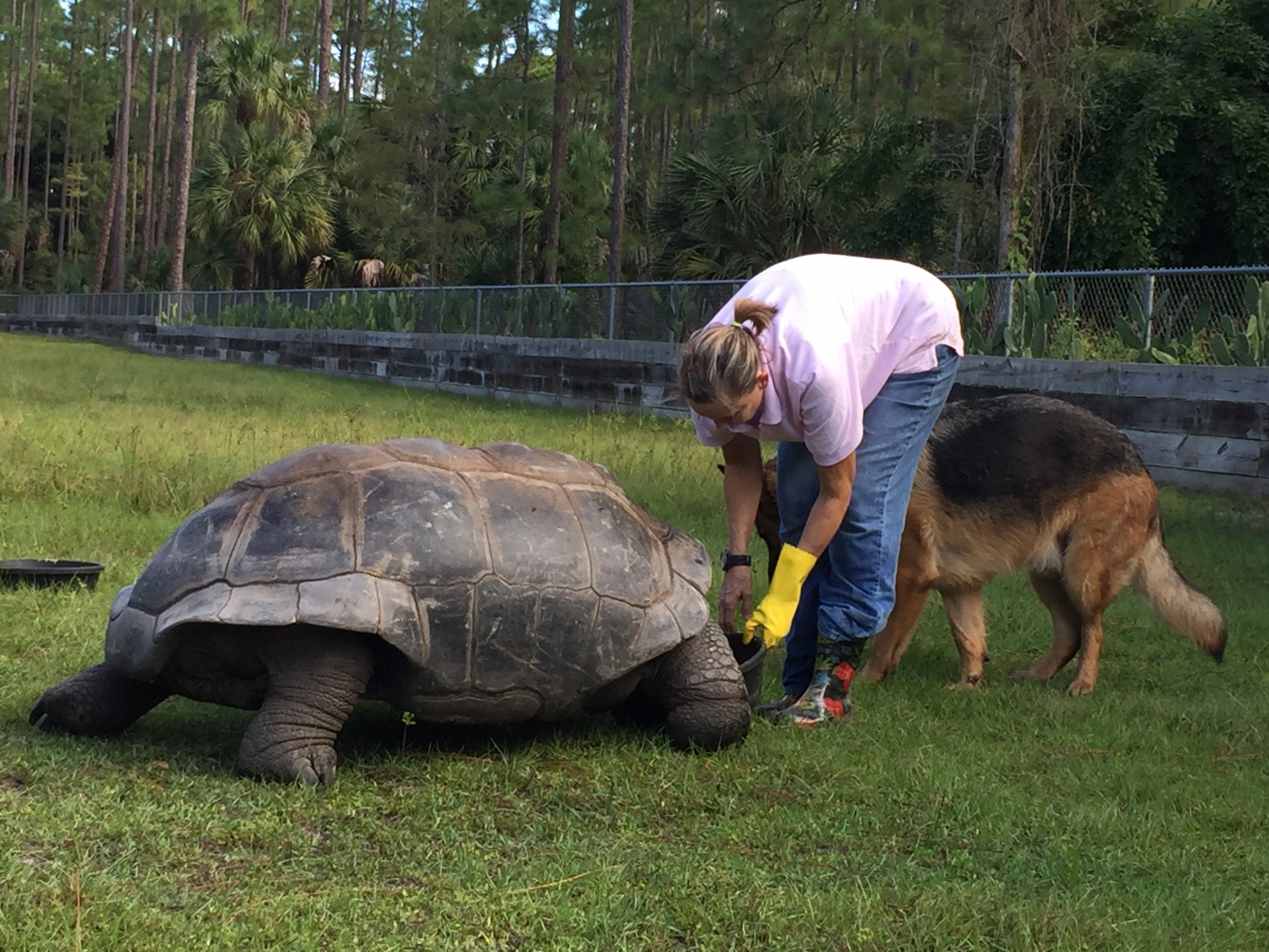 Aldabra Breeders