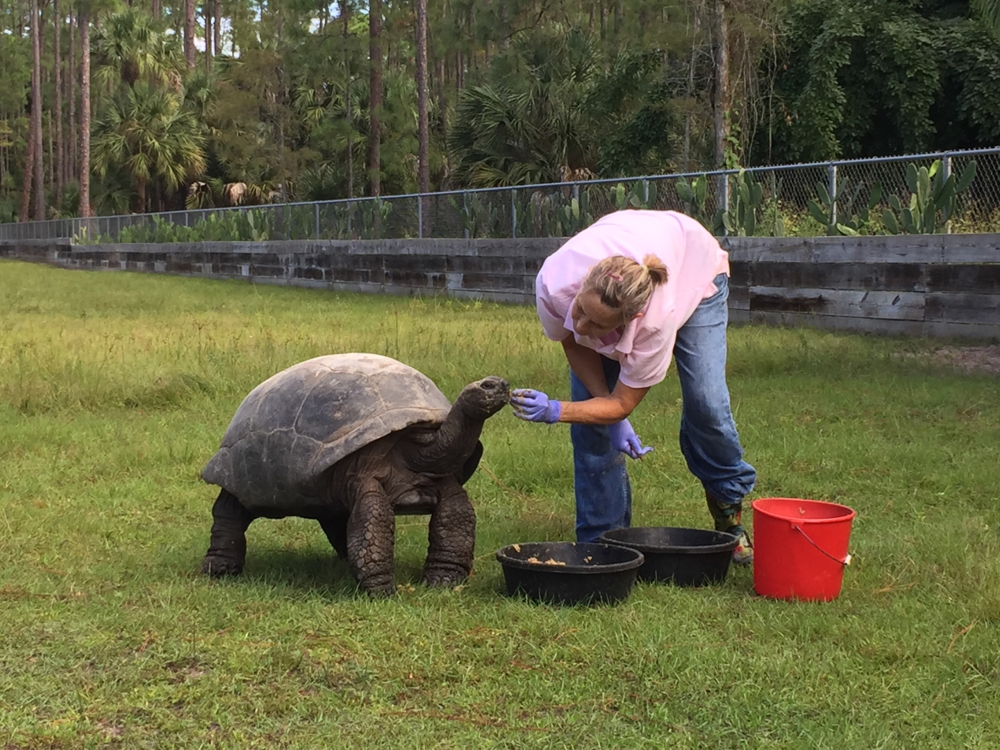Aldabra Breeders