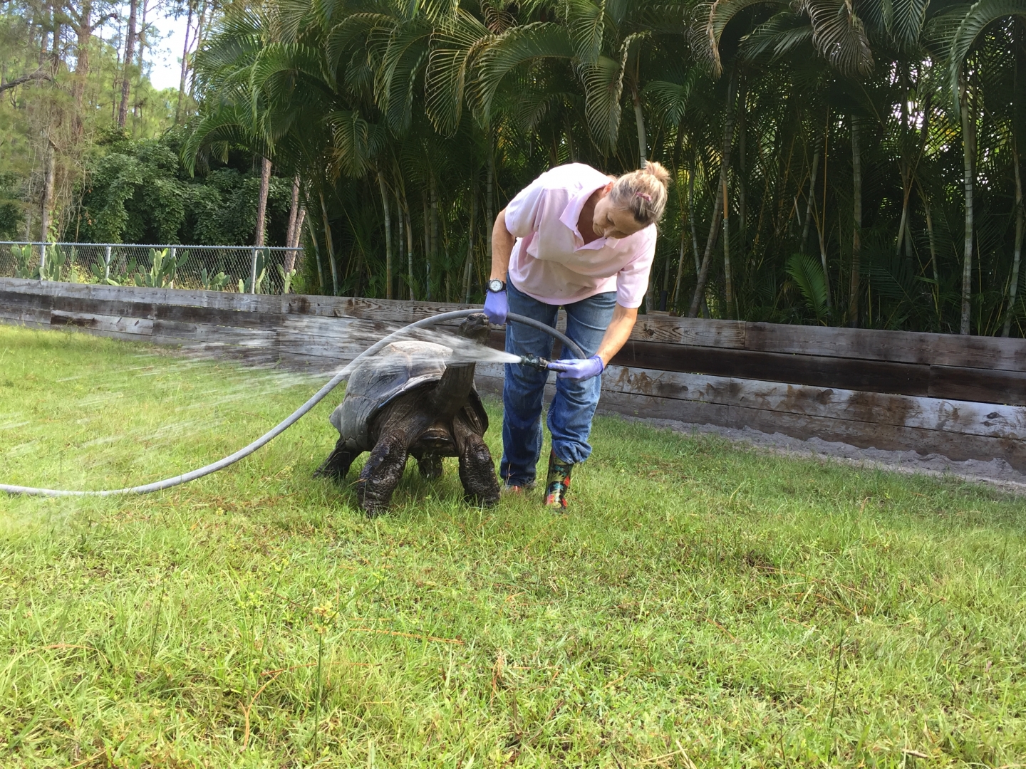 Aldabra Breeders