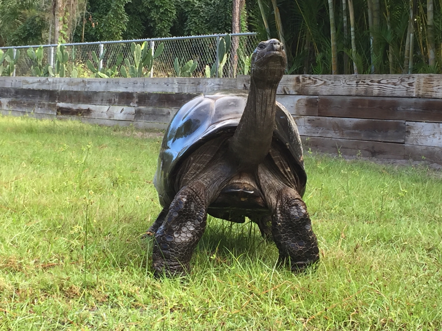 Aldabra Breeders