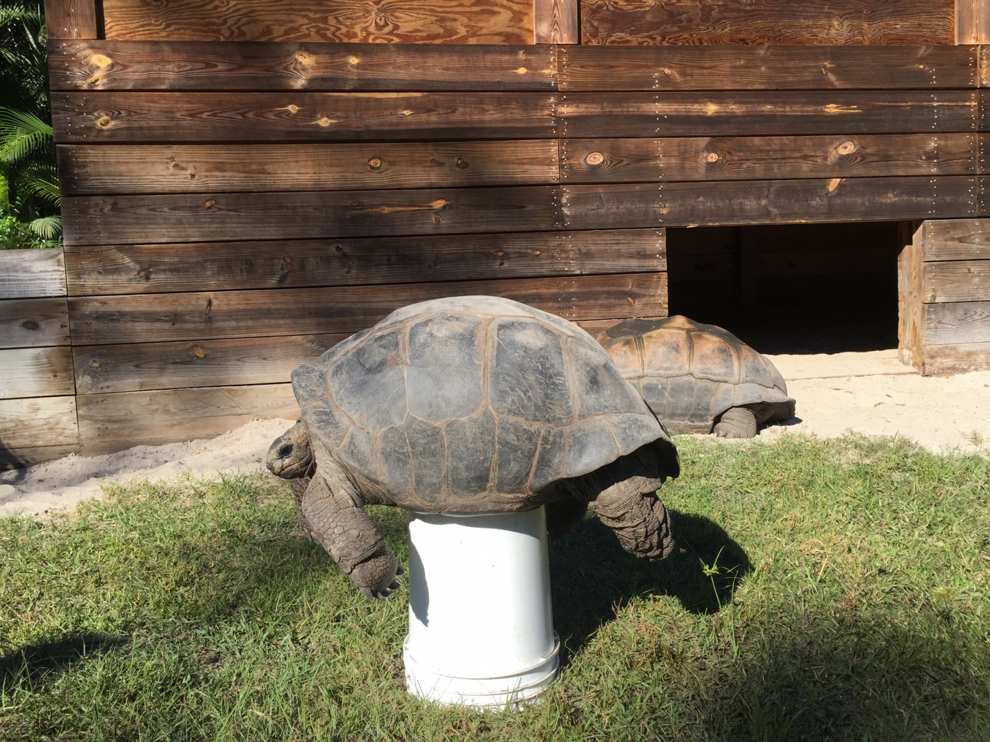 Aldabra Breeders