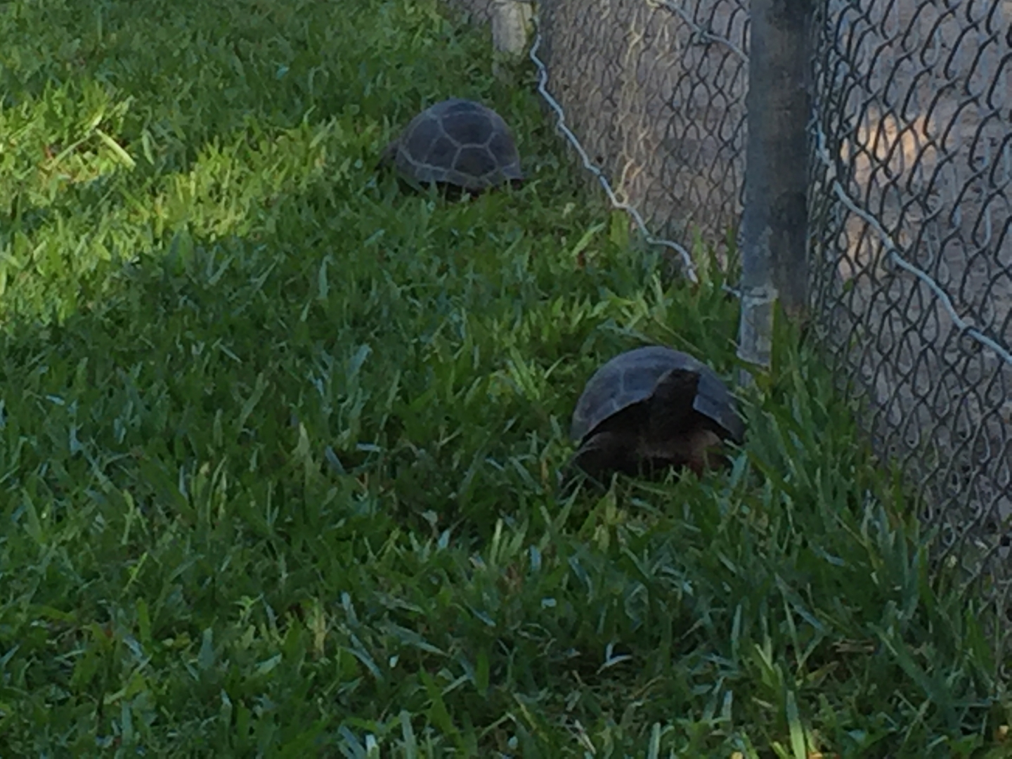 Aldabra Breeders