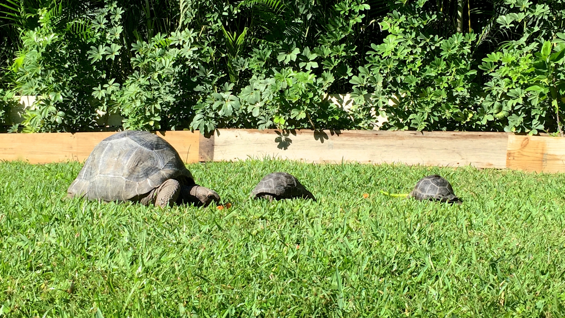Aldabra Breeders