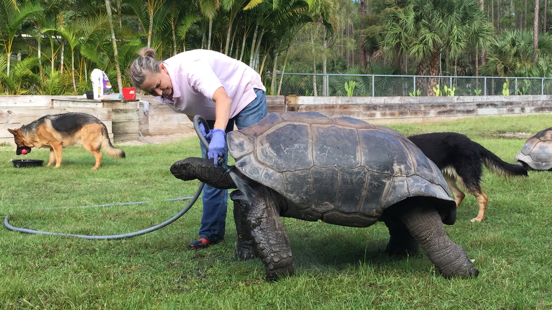 Aldabra Breeders