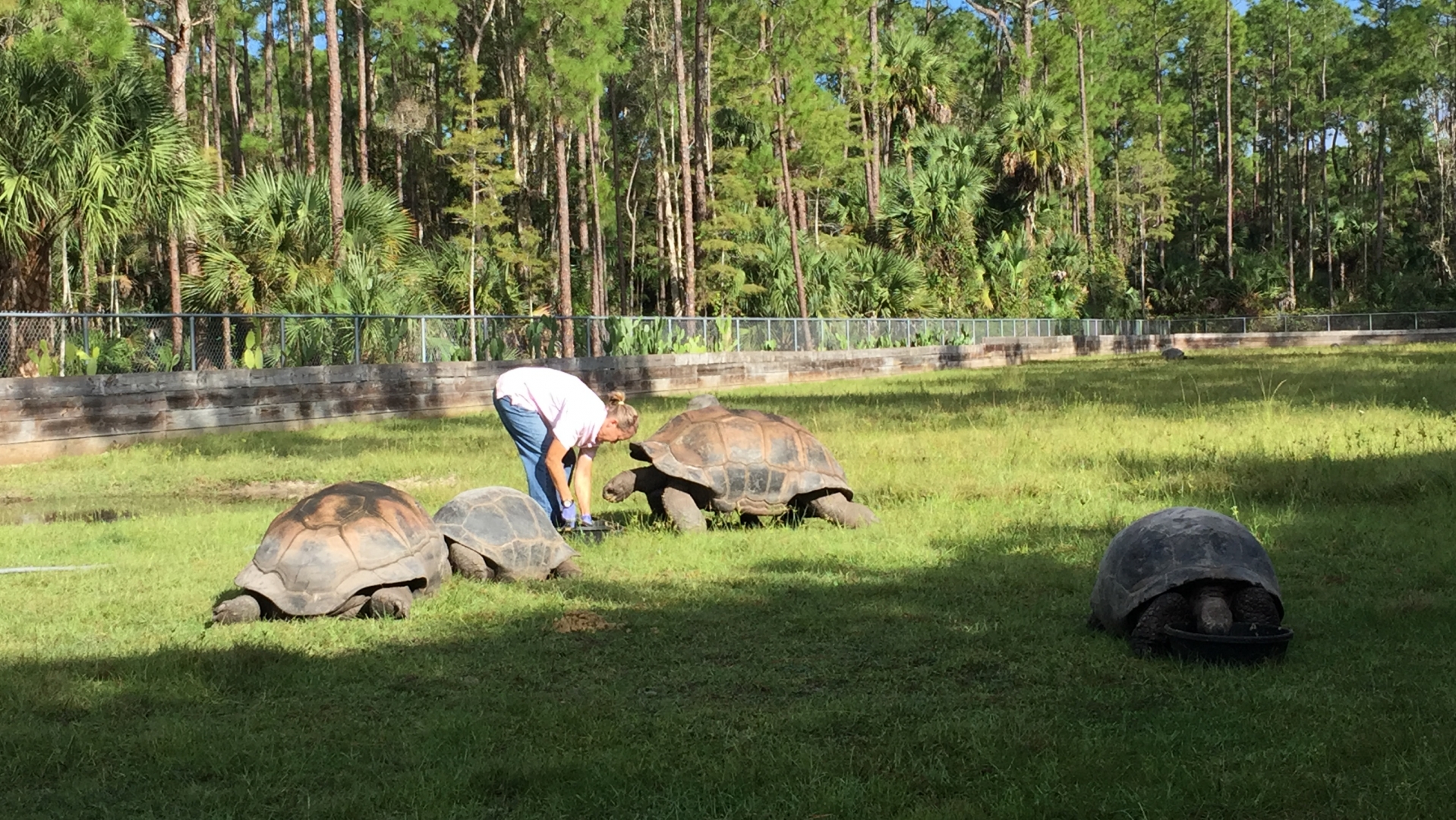 Aldabra Breeders