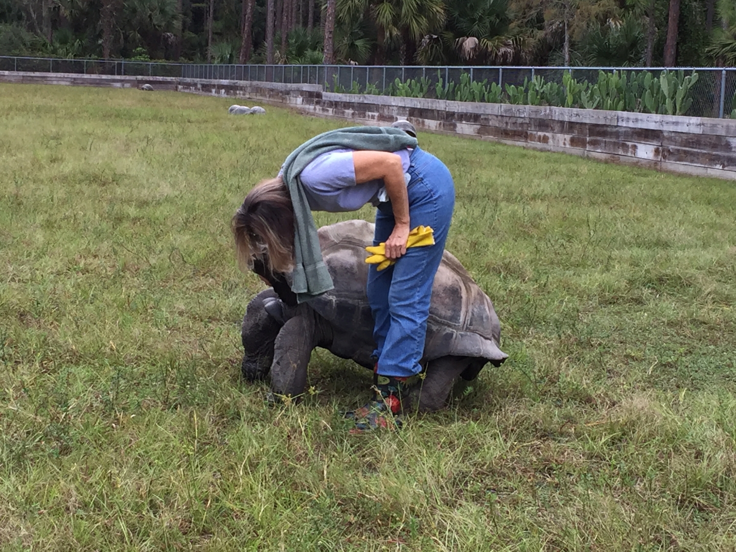 Aldabra Breeders