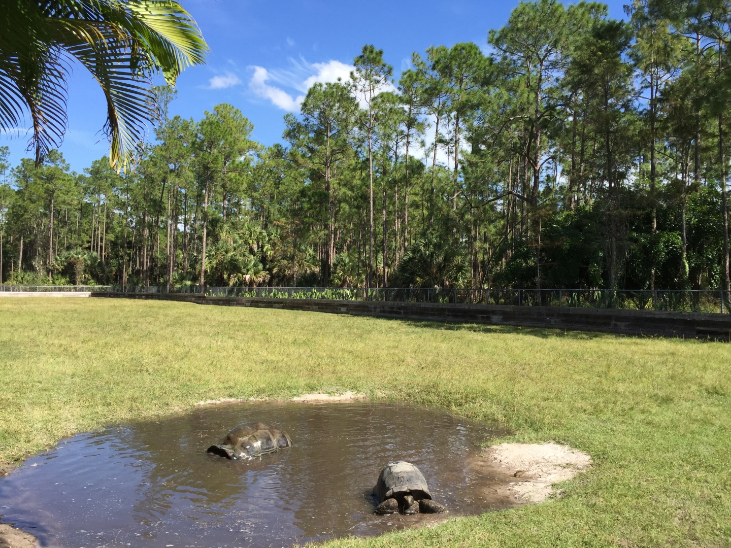 Aldabra Breeders