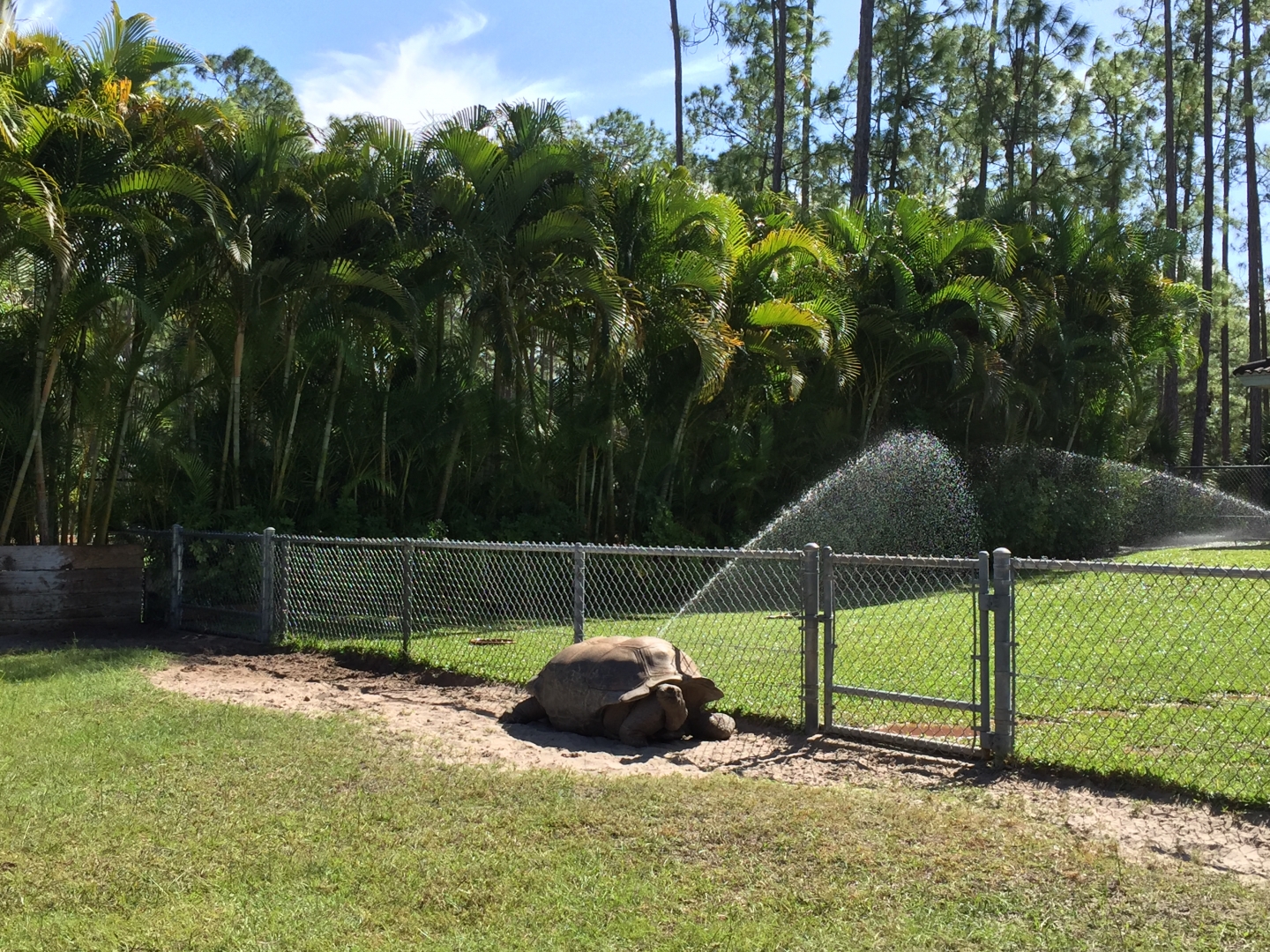 Aldabra Breeders
