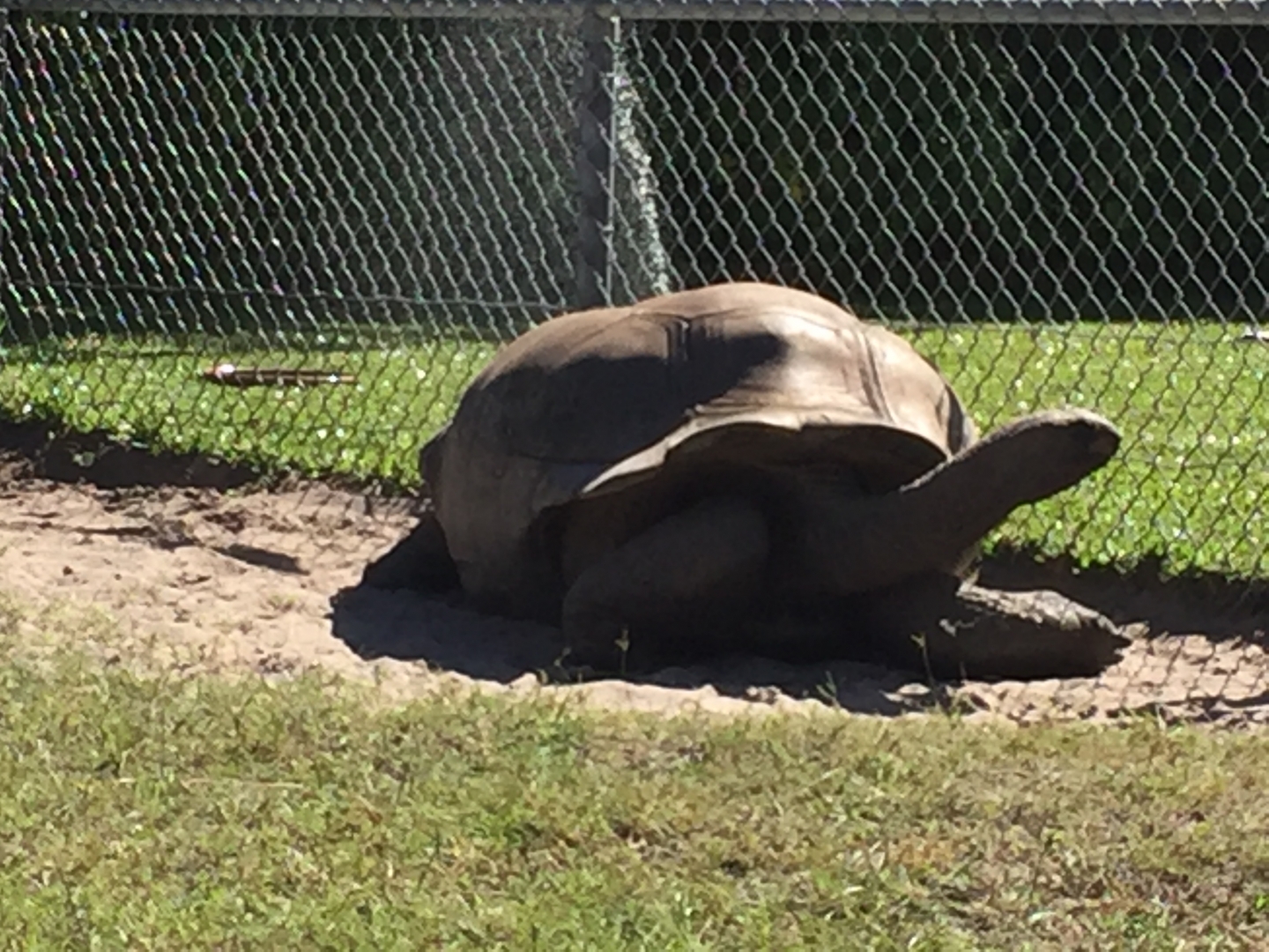 Aldabra Breeders