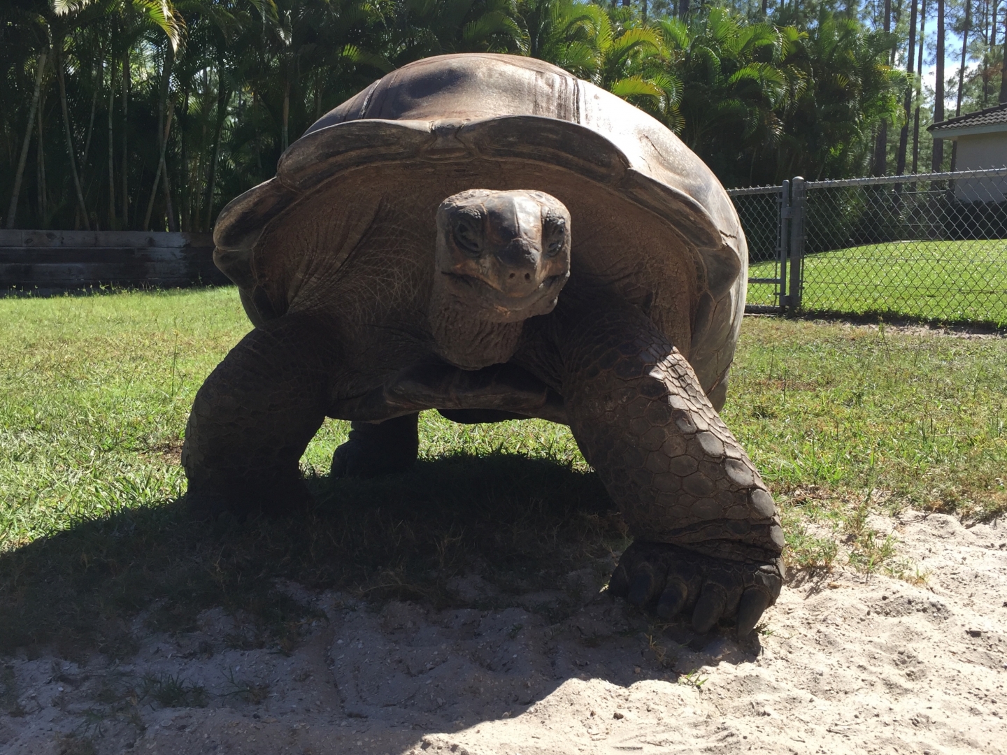 Aldabra Breeders
