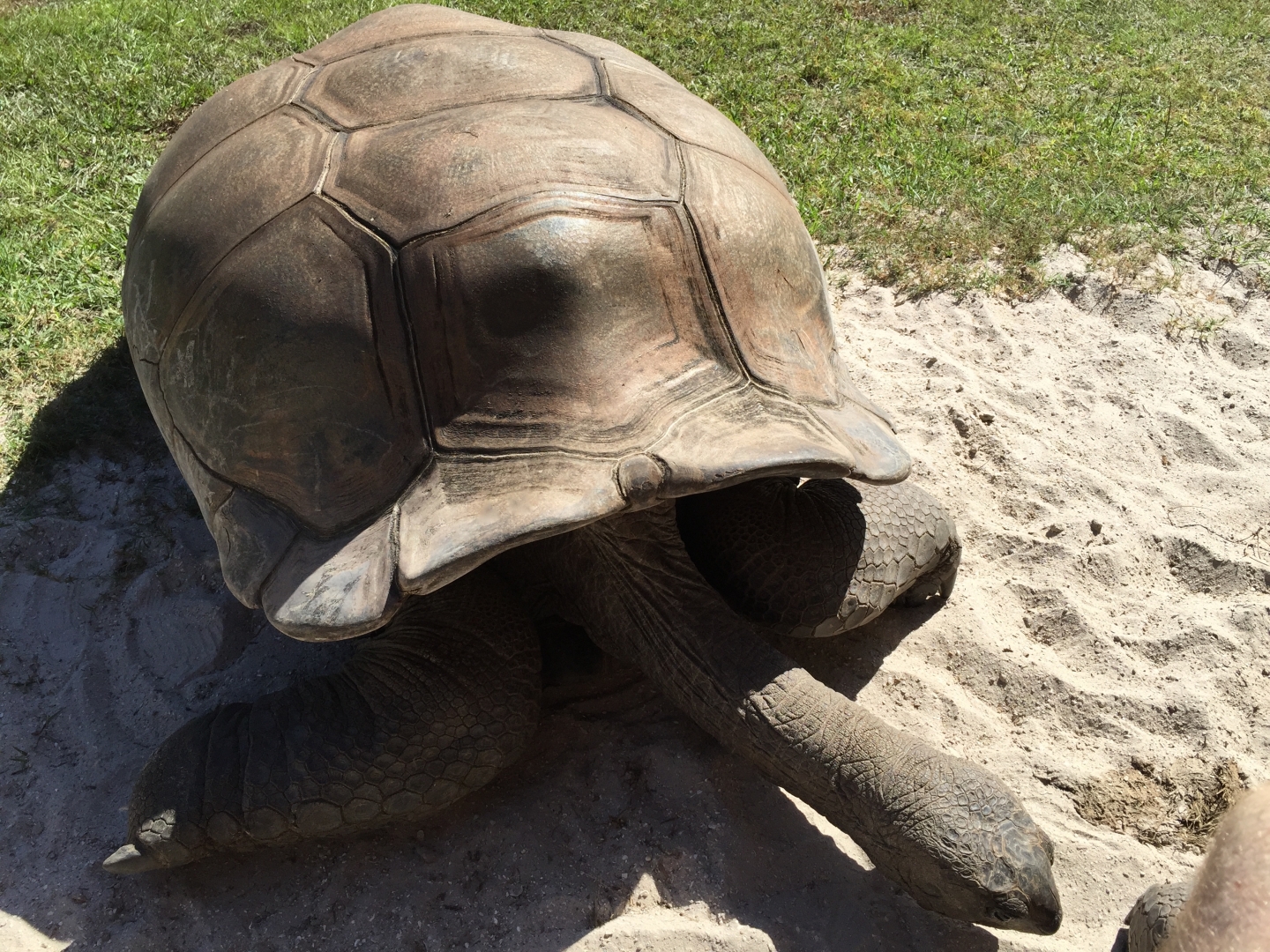 Aldabra Breeders