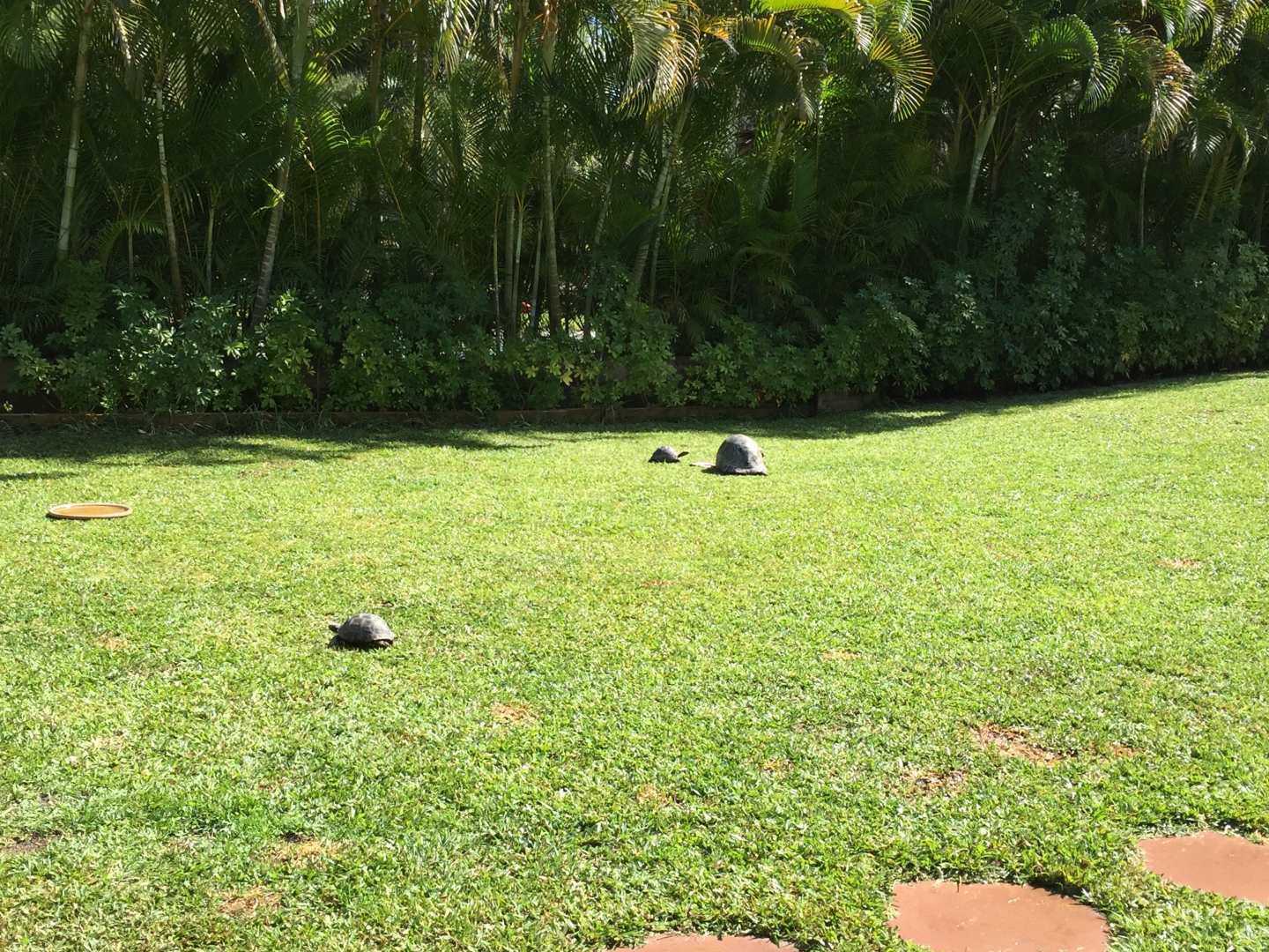Aldabra Breeders