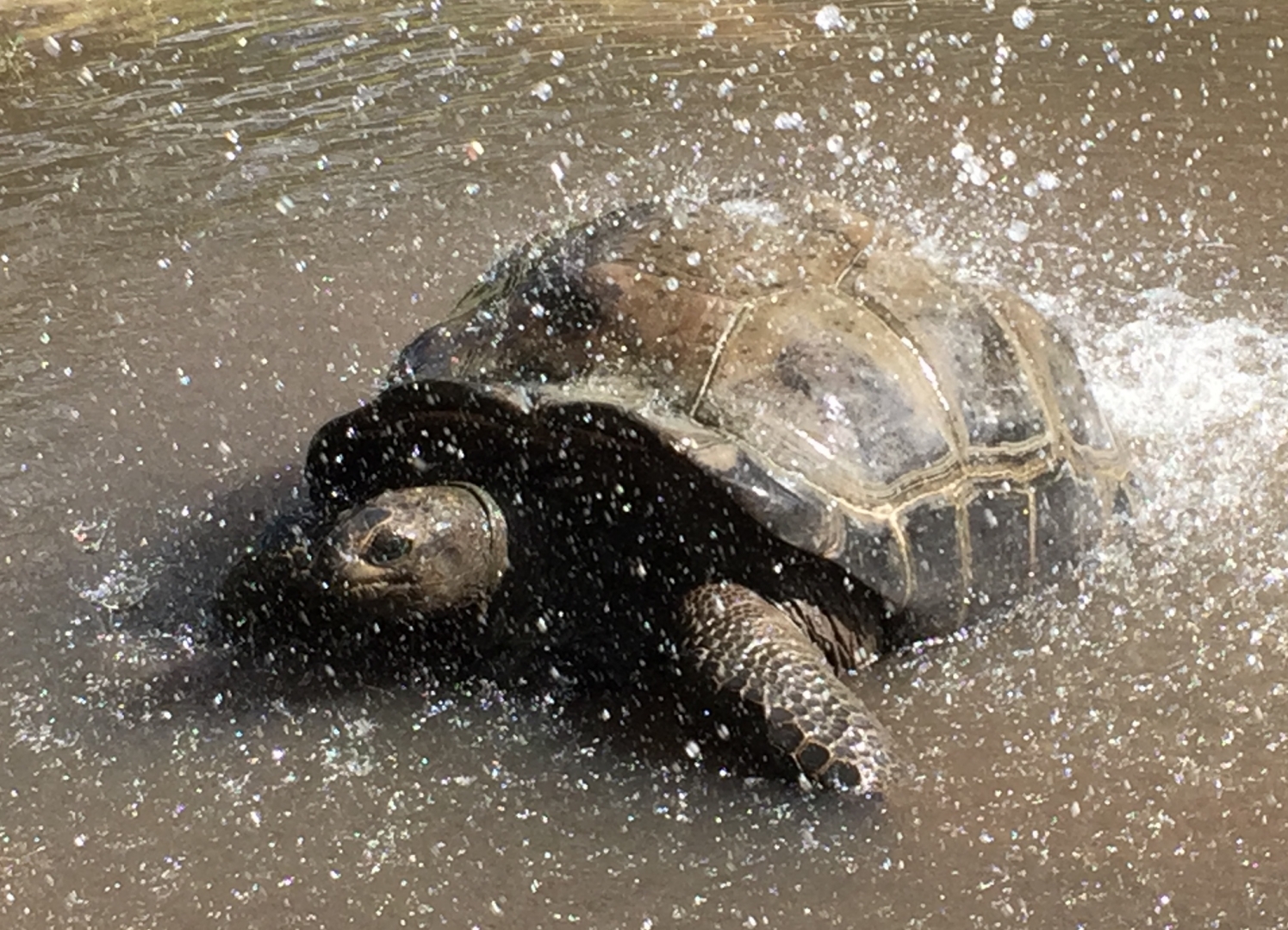Aldabra Breeders